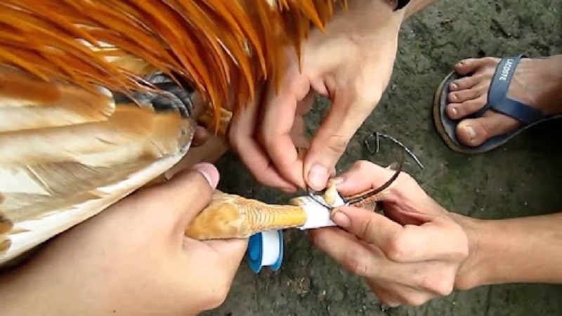 len-cua-ga-1
