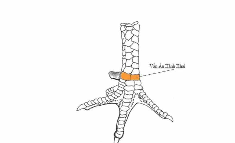 vay-ga-choi-xau-6