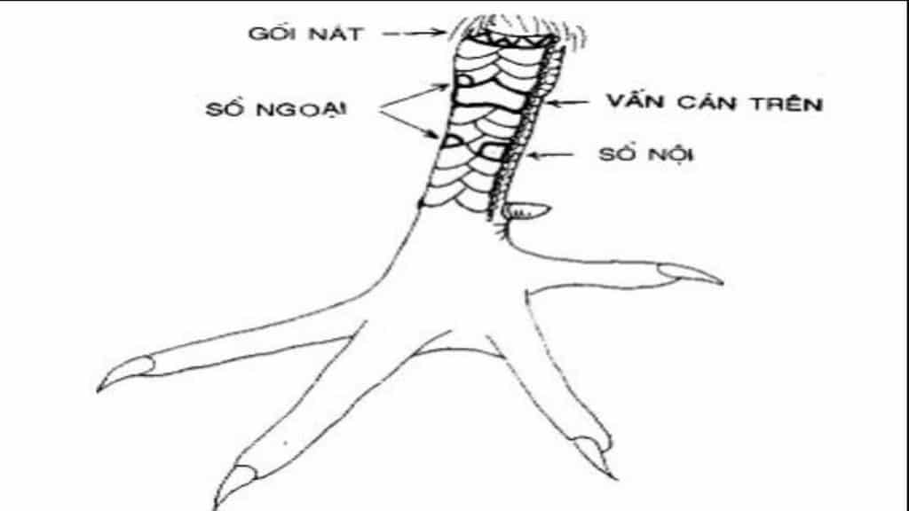 vay-ga-van-can-4